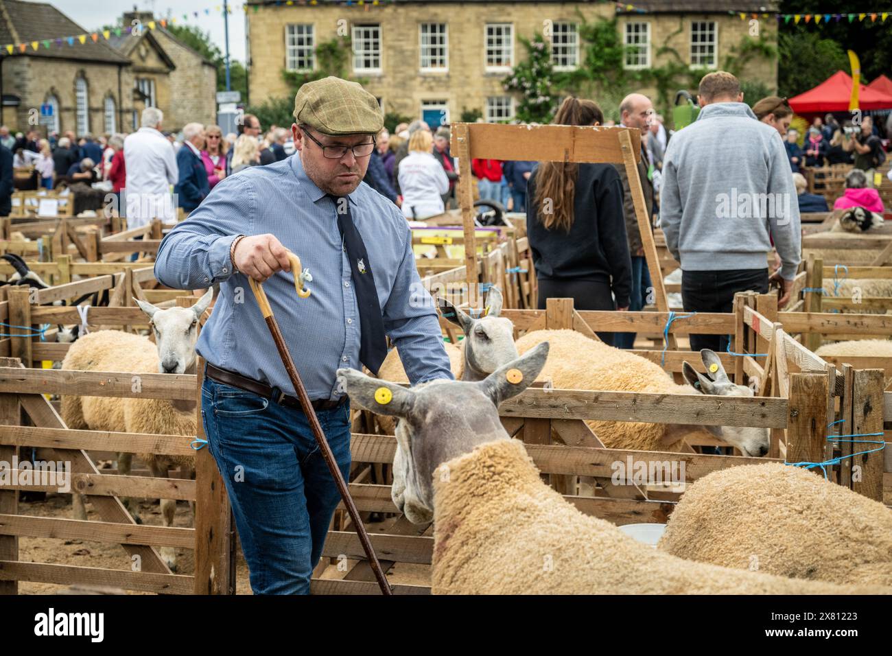 Giudice maschile che indossa un tradizionale cappello piatto, tenendo in mano un truffatore mentre entra in una penna di pecora. Masham Sheep Fair, Regno Unito Foto Stock