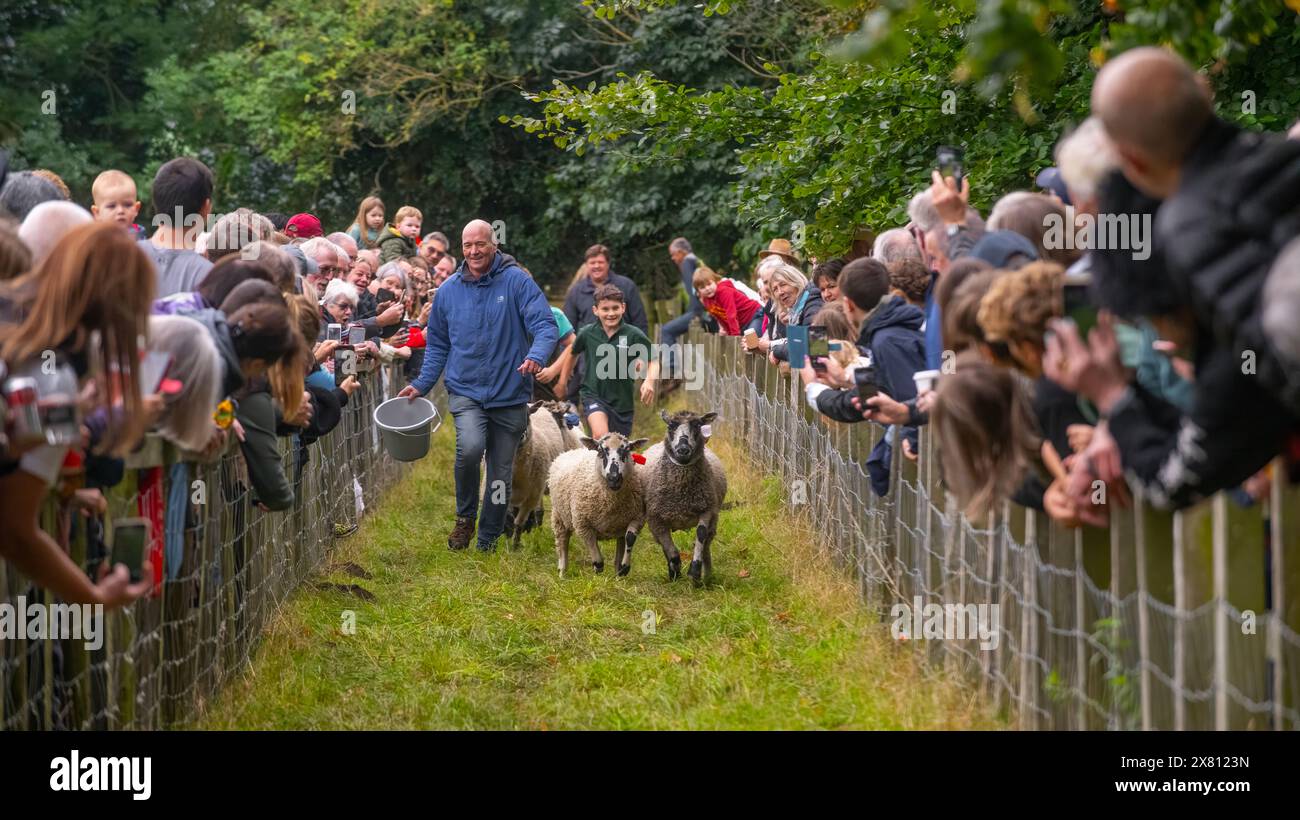 Corse di pecore alla Masham Sheep Fair, Regno Unito Foto Stock