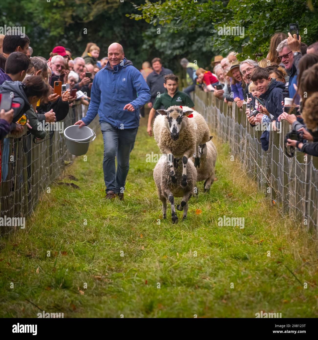 Corse di pecore alla Masham Sheep Fair, Regno Unito Foto Stock