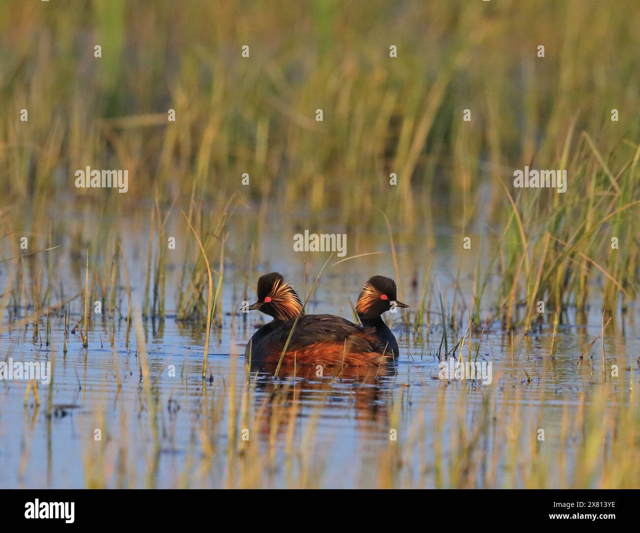 Un paio di grebe dal collo nero nello stagno Foto Stock