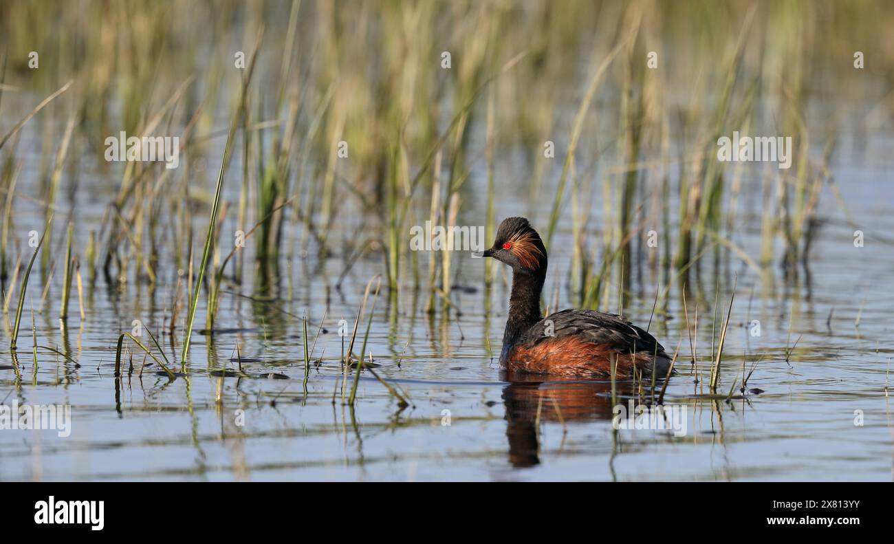 Grebe dal collo nero nello stagno Foto Stock