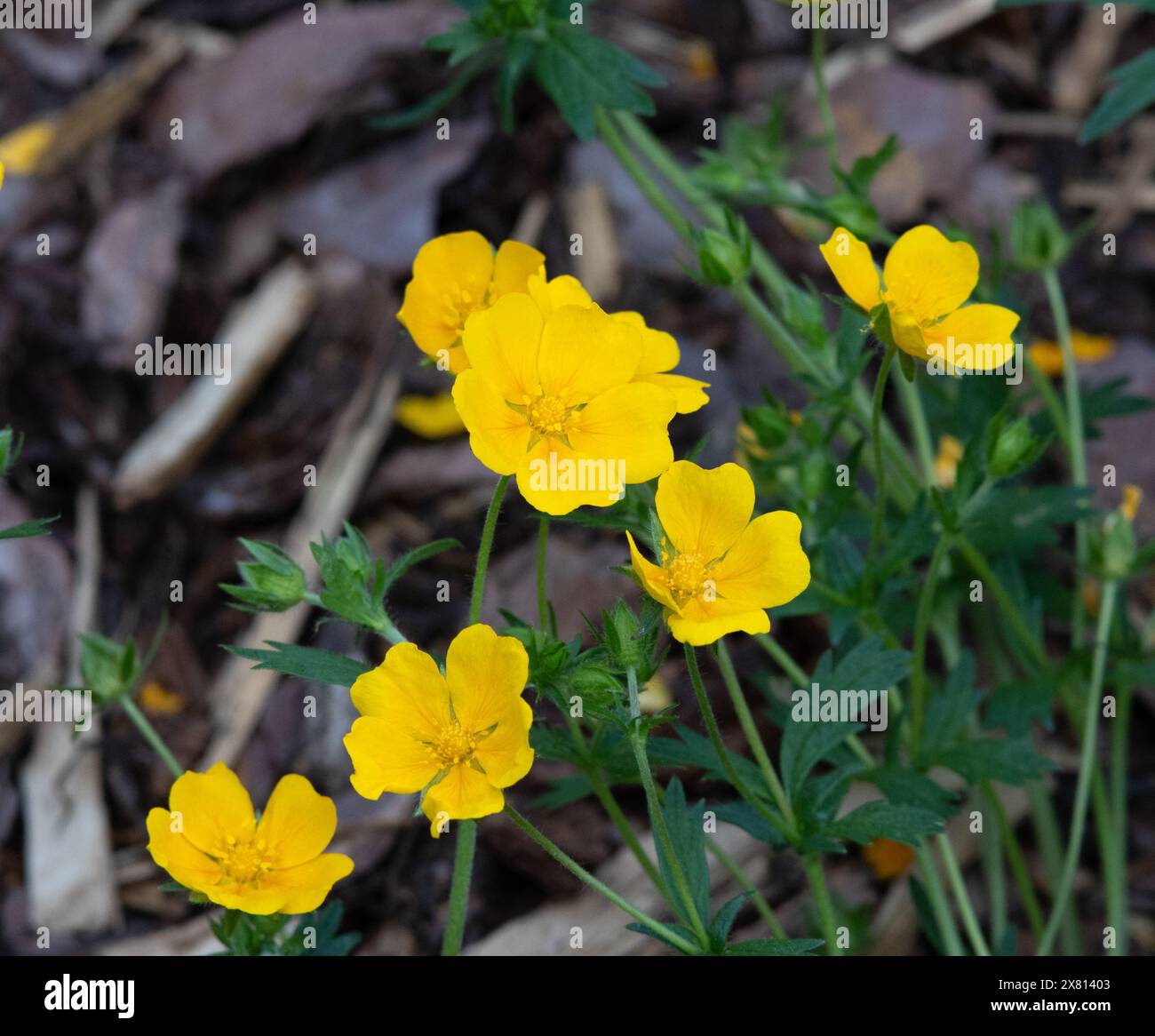 Potentilla pyrenaica Foto Stock