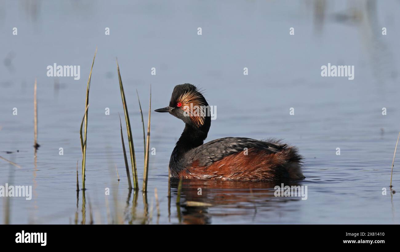 Grebe dal collo nero nello stagno Foto Stock
