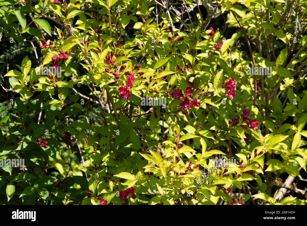 Weigela Briant Rubidor Foto Stock