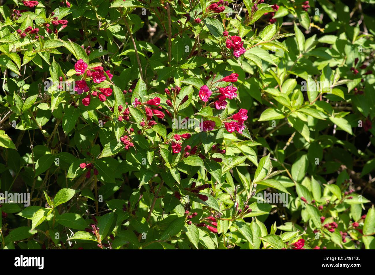 Weigela Briant Rubidor Foto Stock