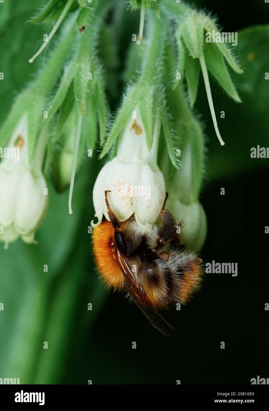 Common Carder Bumblebee, Bombus pascuorum, che si nutre del Nectar of Common Comfrey, Symphytum officinale, New Forest UK Foto Stock