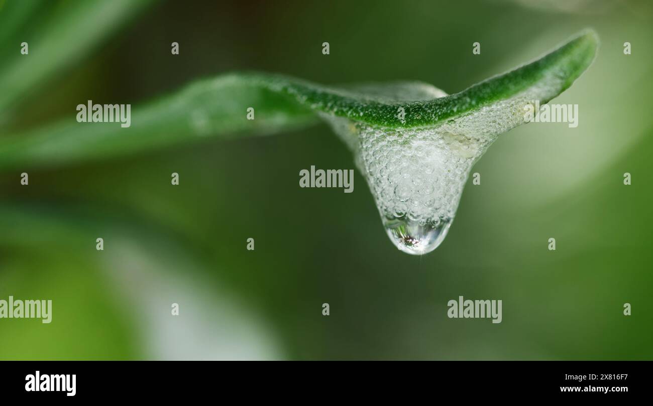 Macro, primo piano di Frothy Cuckoo Spit on the Leaf of A Lavender Plant, Regno Unito Foto Stock