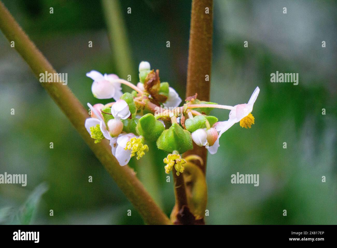 Bellissimo fiore di begonia nel giardino. Il genere contiene più di 2.000 specie di piante diverse Foto Stock