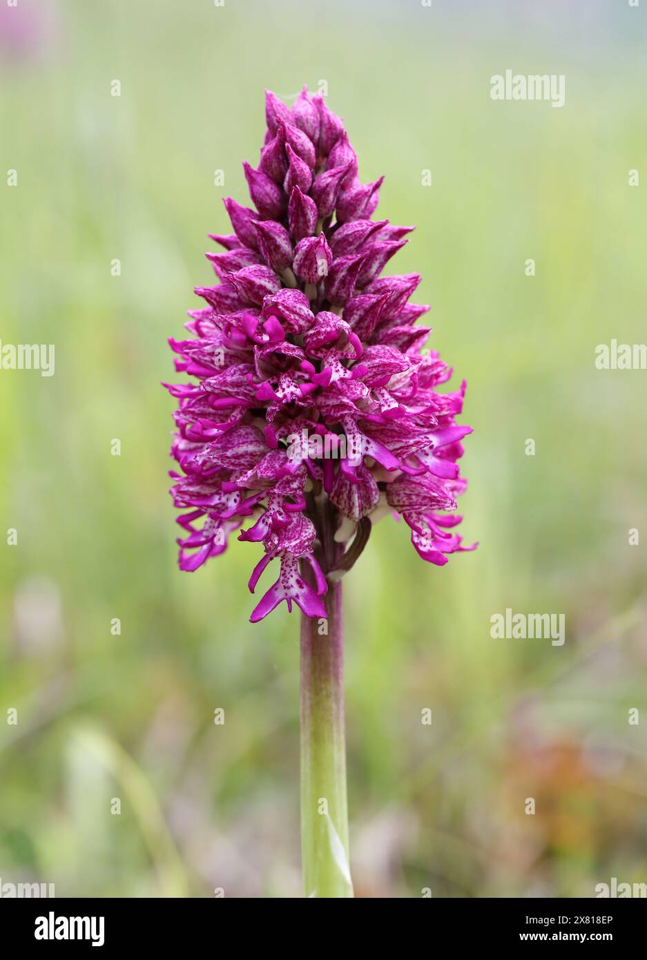 Scimmia x Lady Orchid Hybrid, Orchis simia x Orchis purpurea, Orchis x angusticruris, Orchidaceae. Oxfordshire, Regno Unito. Foto Stock