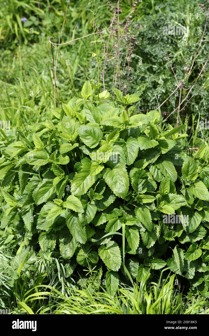 Balsamo di limone, Melissa officinalis, Lamiaceae. Il balsamo di limone è una pianta erbacea perenne della famiglia delle mentine ed è originaria dell'Europa centro-meridionale. Foto Stock