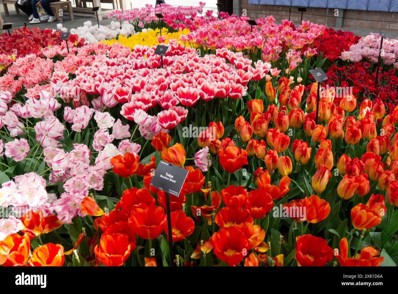 Mostra di nuove varietà di tulipani nel padiglione Willem Alexander dei Giardini Keukenhof Olanda i migliori giardini di fiori primaverili del mondo Paesi Bassi UE Foto Stock