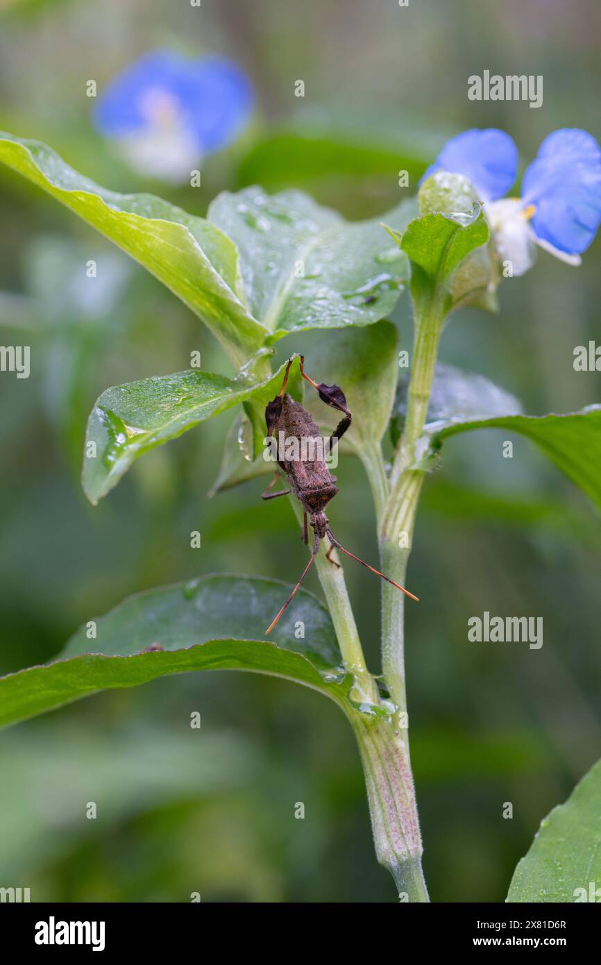 Primo piano di Leptoglossus zonatus, o Leaf Foot bug, in un orto del Texas. Foto Stock