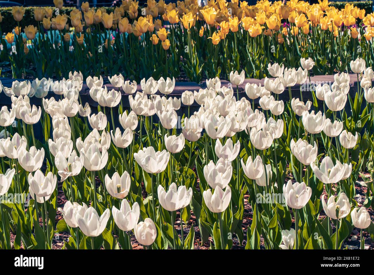 Tulipani bianchi e gialli per le strade della città. Decorazione floreale primaverile. Tulipani nel design paesaggistico. Messa a fuoco selezionata. Foto di alta qualità Foto Stock