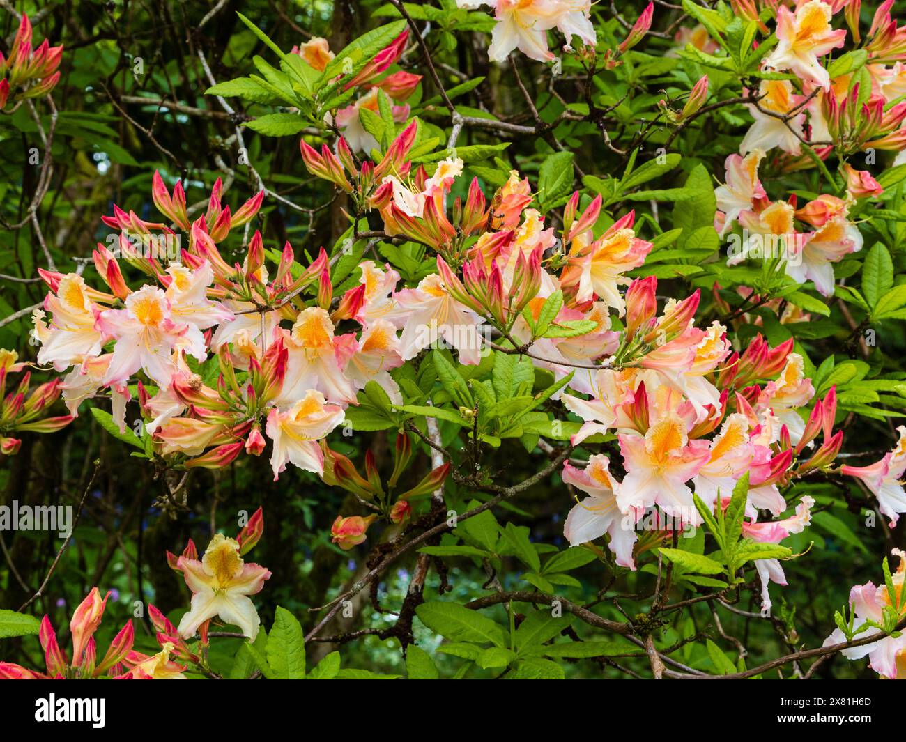 Pesca e fiori bianchi di tarda primavera della tempra azalea decidua, Rhododendron 'Graciosum' Foto Stock