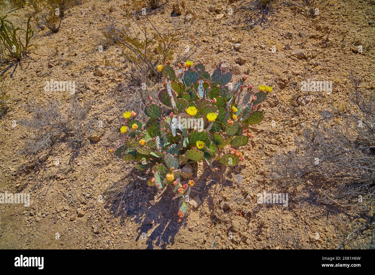 Fiori gialli sul cactus di fichi d'India orientale al Big Bend National Park, Texas. Foto Stock