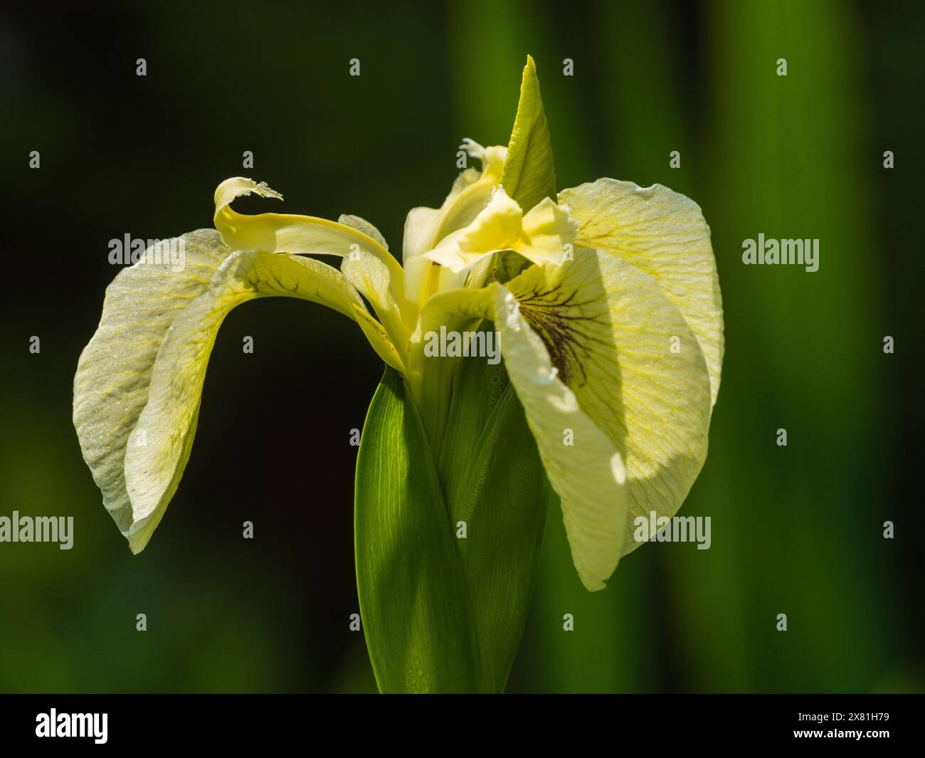 Forma gialla semplice della bandiera perenne iride, Iris pseudacorus var. bastardi Foto Stock