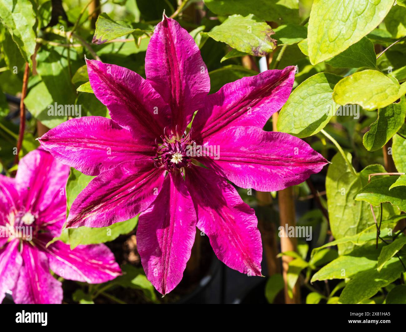 Fiore rosso-rosa scuro dell'arrampicatore lungo e robusto, Clematis "Westerplatte" Foto Stock