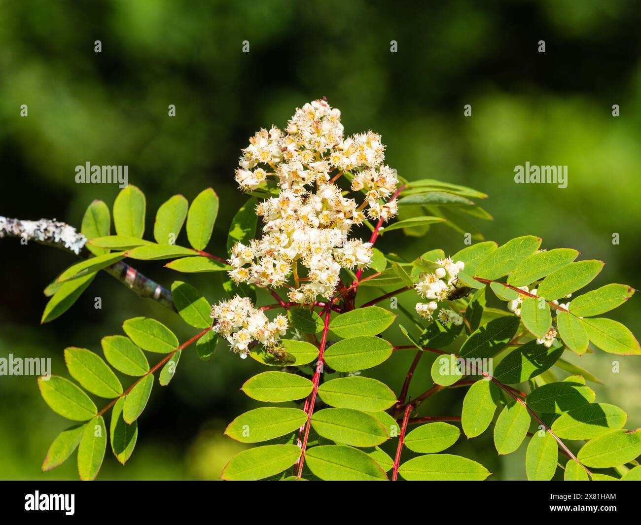 Ammassi di piccoli fiori bianchi dell'arboreto deciduo, Sorbus pseudohupehensis "Pagoda Rosa" Foto Stock