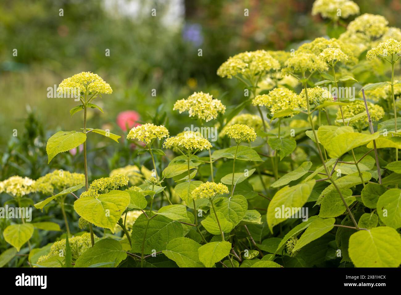 Hydrangea arborescens 'Annabelle' una pianta arbusto bianco fiore d'estate comunemente nota come immagine fotografica di scorta di idrangea liscia Foto Stock