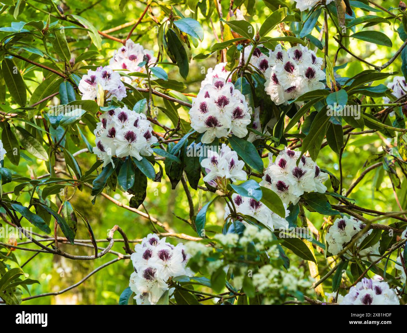 Capriate di tarda primavera bianche fiorite dagli occhi scuri del robusto Rhododendron "Sappho" sempreverde, un ibrido pre-1867 Foto Stock