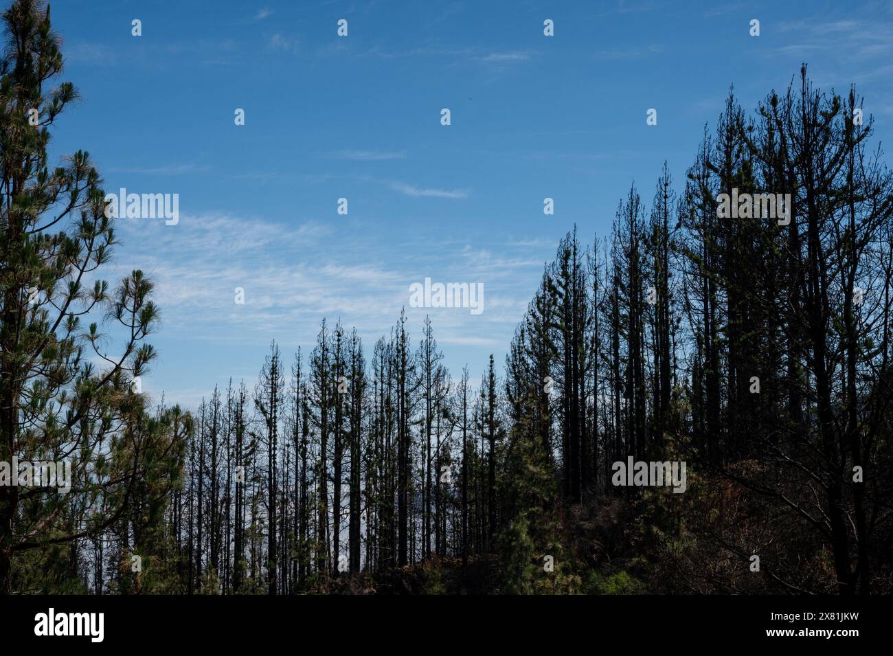 Una foresta con pochi alberi che sono ancora verdi e alcuni che sono morti. Il cielo è blu e ci sono delle nuvole Foto Stock