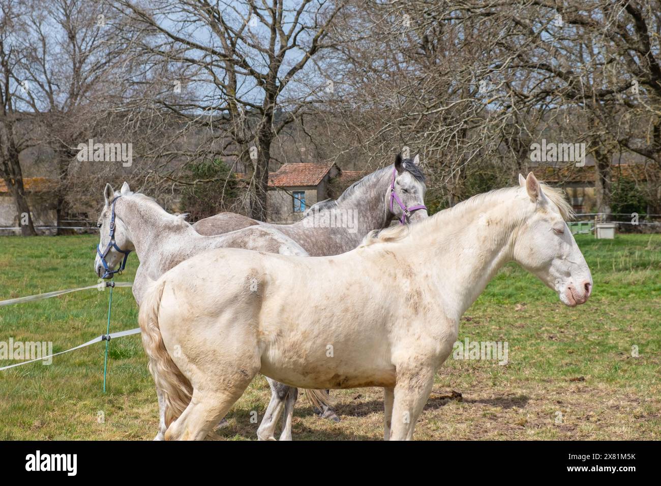 tre cavalli di razza bianca in una fattoria Foto Stock