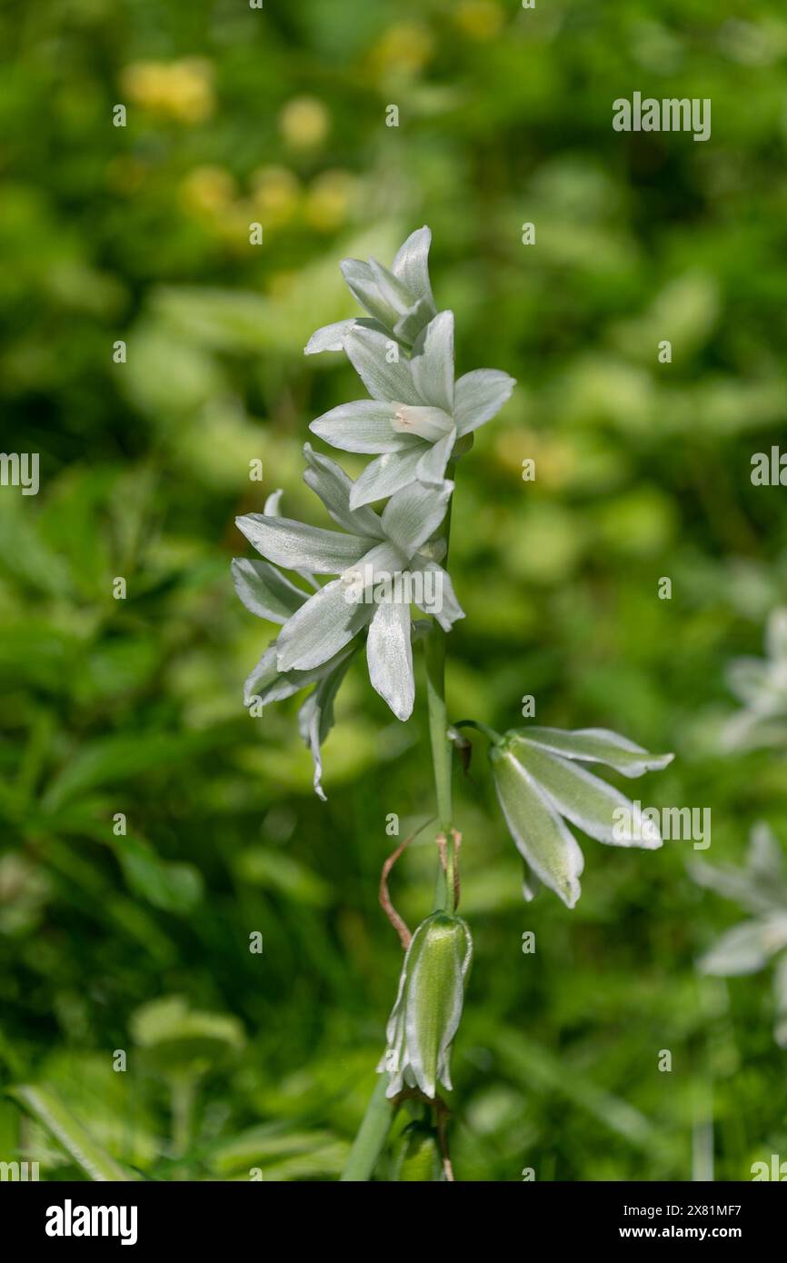 White Ornithogalum nutans fioriscono in un prato, primo piano. Stella-di-Betlemme. Foto Stock