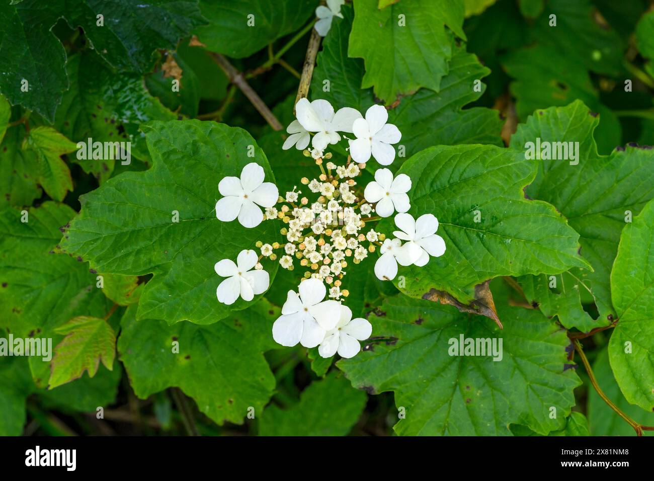 Whitebeam Tree in Flower, Cherry Willingham, Lincolnshire, Inghilterra, Regno Unito, Foto Stock