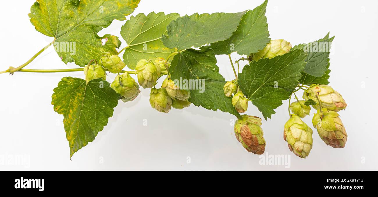 Vista ravvicinata del cono Hop singolo con foglia. Isolato su bianco. Foto Stock