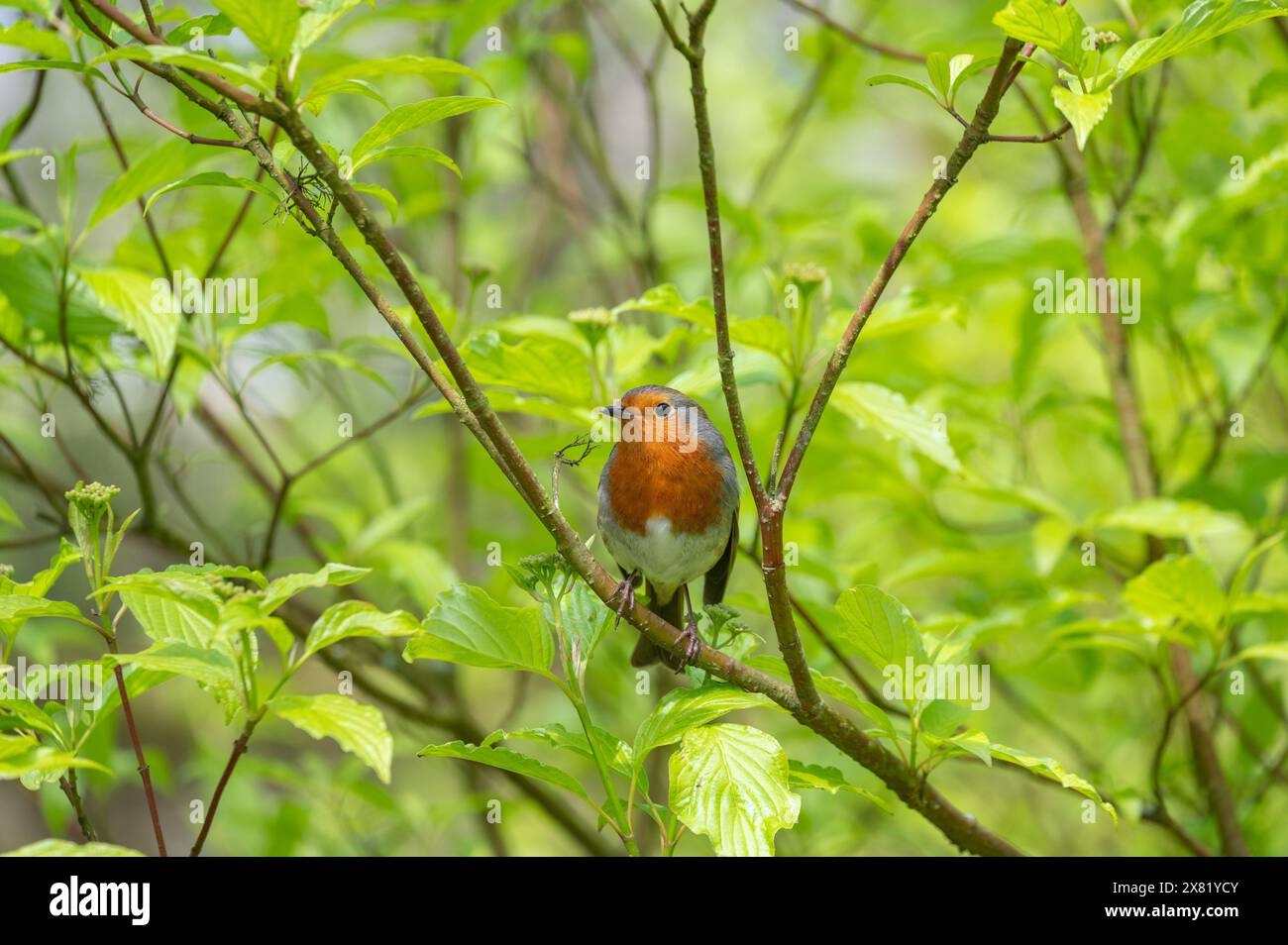 Robin prende il sole primaverile a Marsden, West Yorkshire. Regno Unito. 30 aprile 2024 Foto Stock