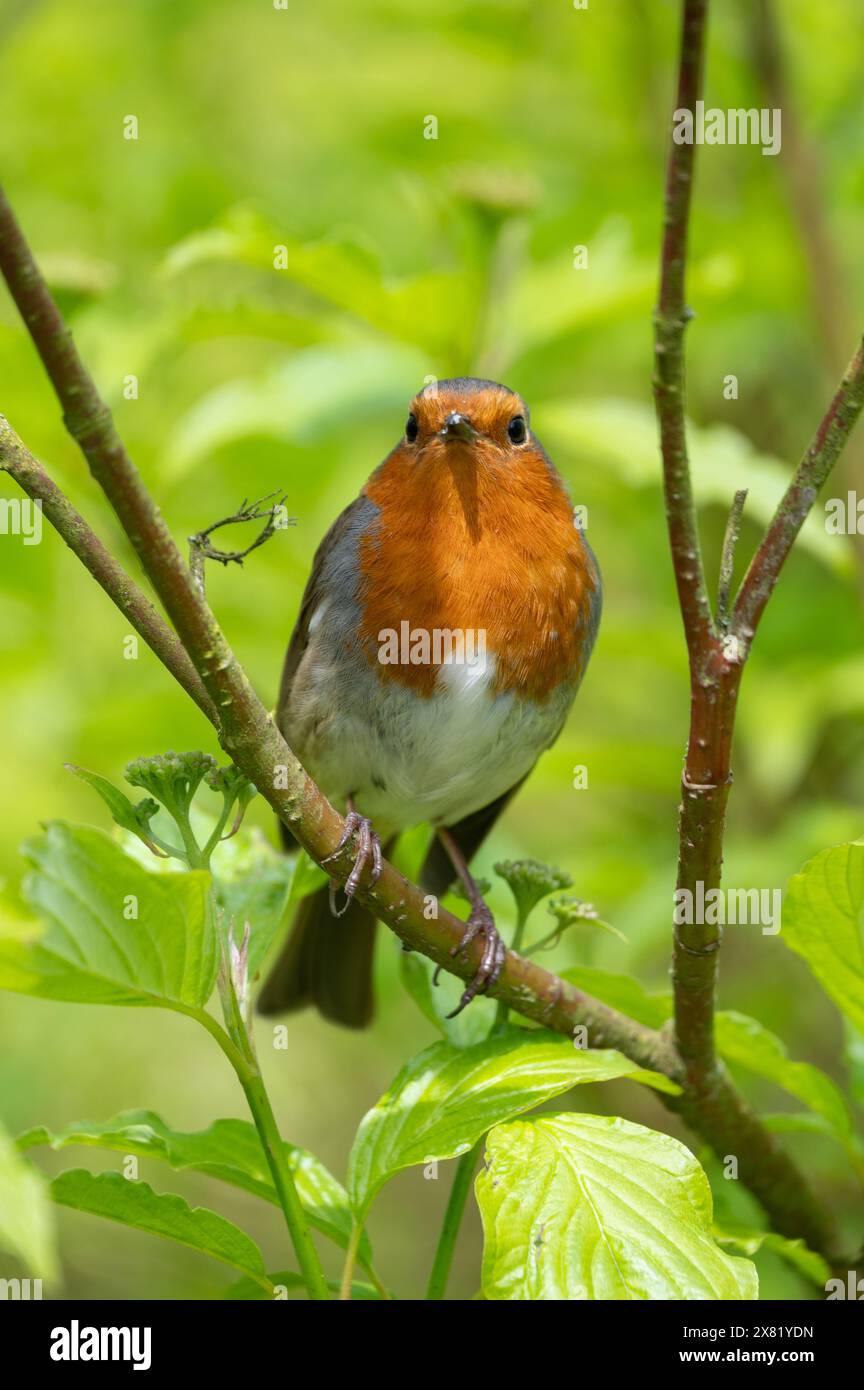 Robin prende il sole primaverile a Marsden, West Yorkshire. Regno Unito. 30 aprile 2024 Foto Stock