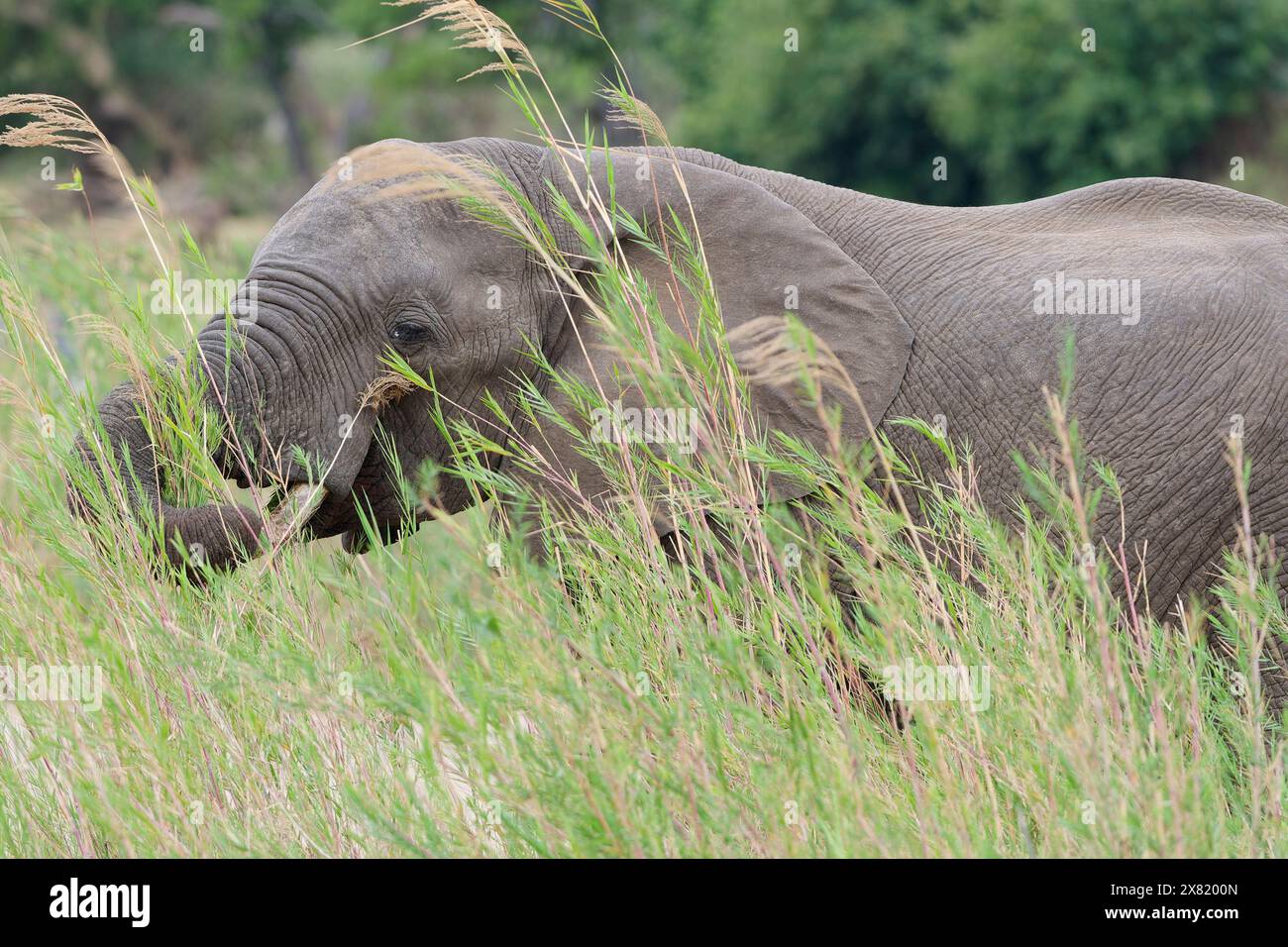 Elefante africano (Loxodonta africana), maschio adulto che si nutre di canne nel letto del fiume Olifants, Kruger National Park, Sudafrica, Africa Foto Stock