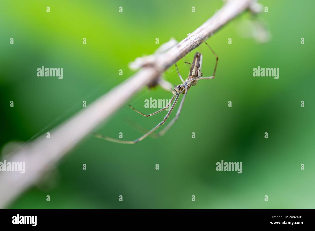 Ragno a ganasce lunghe (Tetragnatha Extensa)/ragno a ganasce lunghe Foto Stock