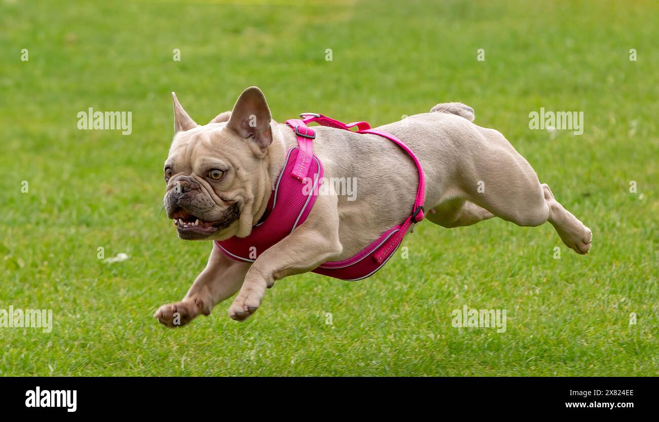 Bulldog francese che corre veloce Foto Stock