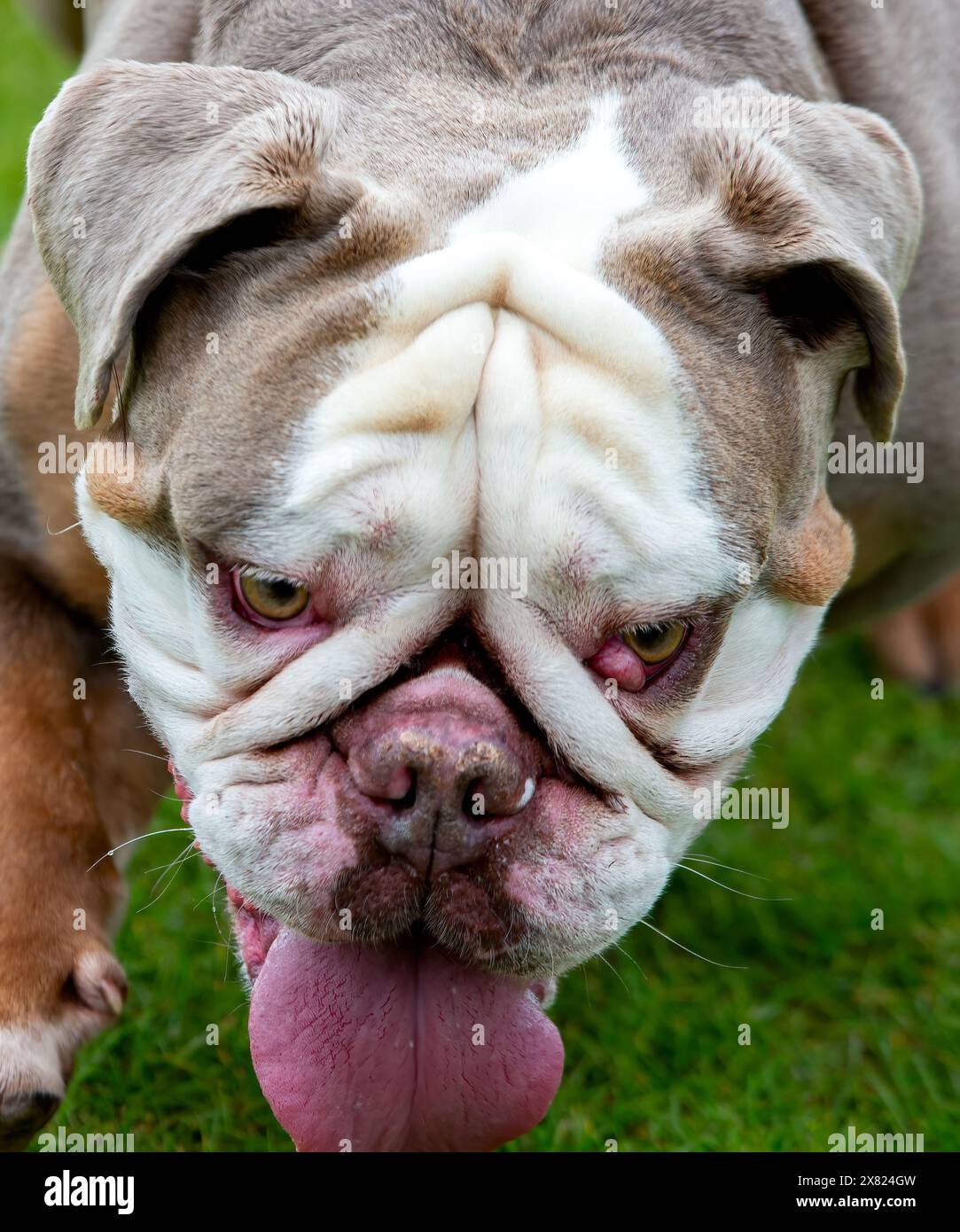 Testa Bulldog inglese che mostra i problemi, occhio di ciliegia e pieghe della pelle infetta, associato con conformazione brachicefalica Foto Stock