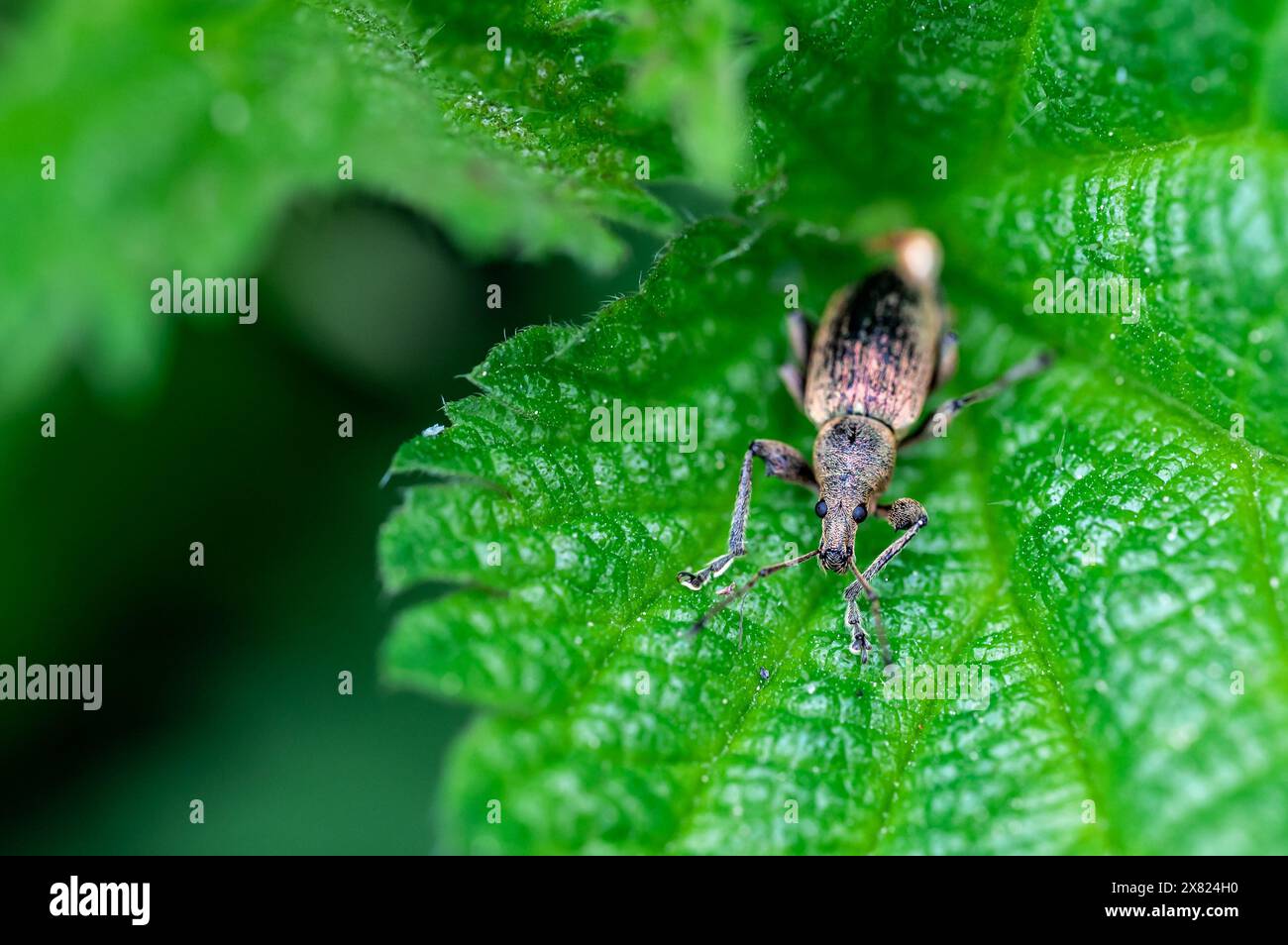 Phyllobius pyri, il Common Leaf Weevil, è una specie di weevil dal naso largo appartenente alla famiglia Curculionidae sottofamiglia Entiminae. Dettaglio macro vi Foto Stock