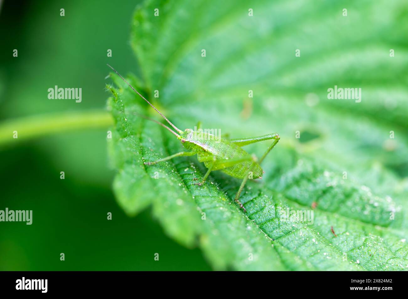 Il cespuglio-cricket macchiato (leptophyes punctatissima) è una specie di cespuglio-cricket appartenente alla famiglia Tettigoniidae. Foto Stock