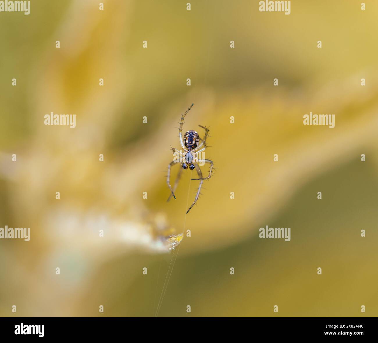 Mangora acalypha è una specie di ragno della famiglia degli Araneidae. ragno in macro (Mangora acalypha). Ragno di mazza-mazza di maiale (Mangora acalypha). Foto Stock