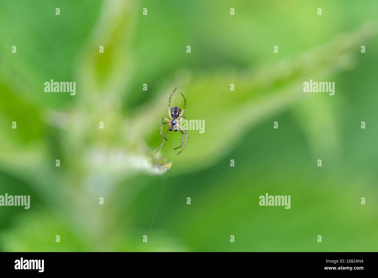 Mangora acalypha è una specie di ragno della famiglia degli Araneidae. ragno in macro (Mangora acalypha). Ragno di mazza-mazza di maiale (Mangora acalypha). Foto Stock