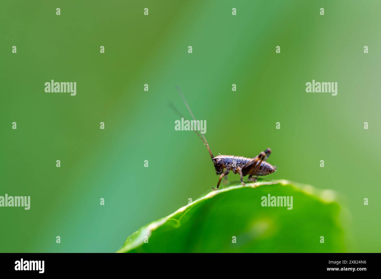 Una piccola ninfa buia-cricket, Pholidoptera griseoaptera, seduta su una foglia di ortica pungente in primavera. Foto Stock