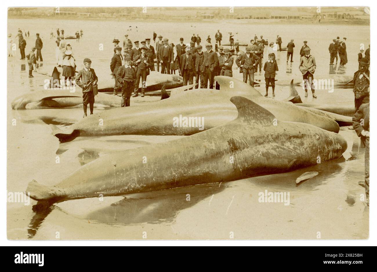 Cartolina originale dei primi anni '1900 di un branco di balene sulla spiaggia, balene spiaggiate, molti spettatori, Long Rock, Mount's Bay, Marazion, vicino a Penzance, Cornovaglia Regno Unito, datato 10 agosto 1911. Foto Stock