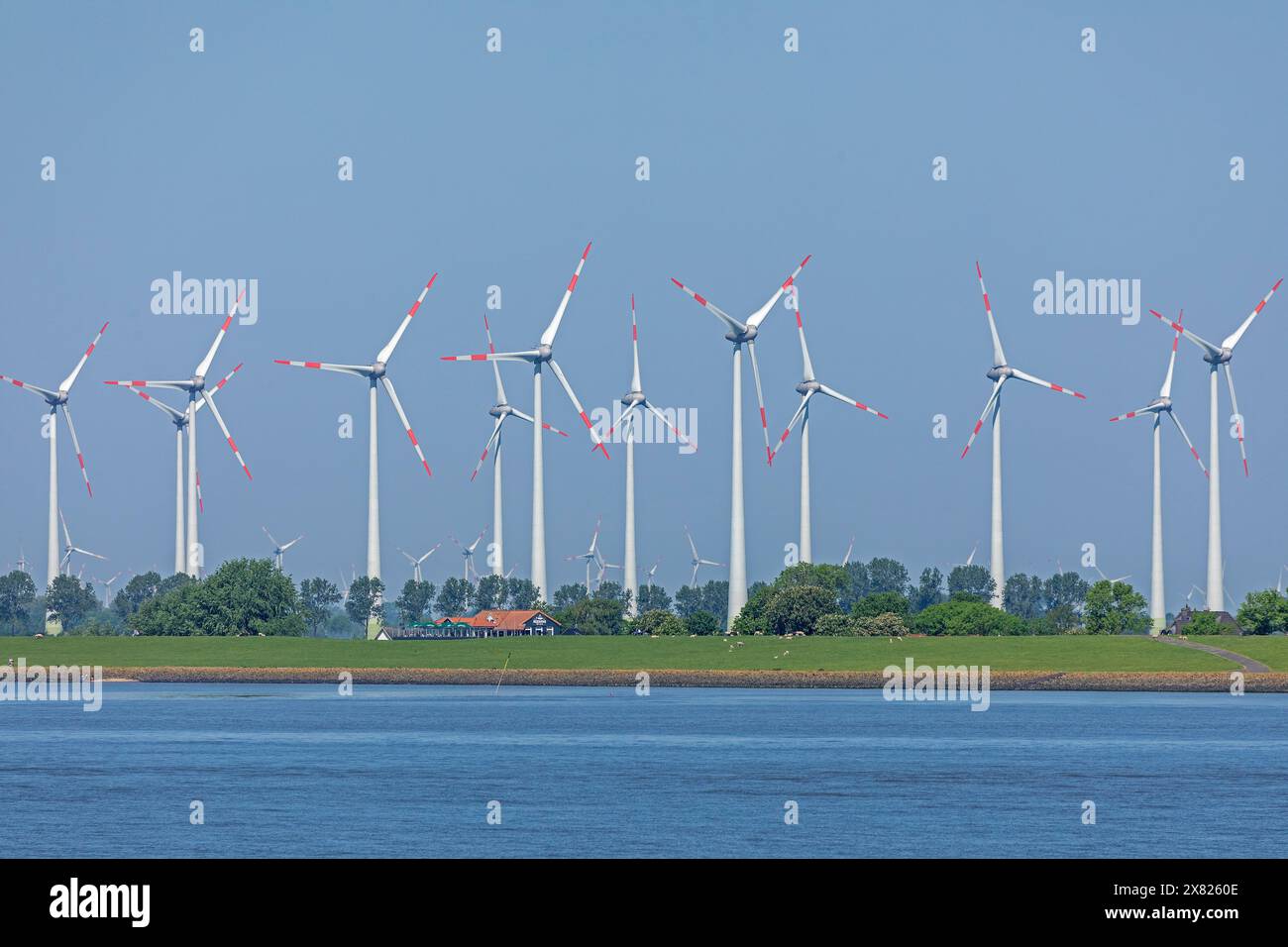 Parco eolico vicino a Brunsbüttel, casa, fiume Elba, Schleswig-Holstein, Germania Foto Stock