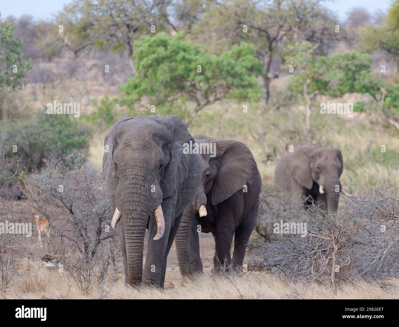 Elefanti del Bush africano (Loxodonta africana), branco di elefanti maschi adulti che camminano, lasciando la pozza d'acqua, Kruger National Park, Sudafrica, Africa Foto Stock