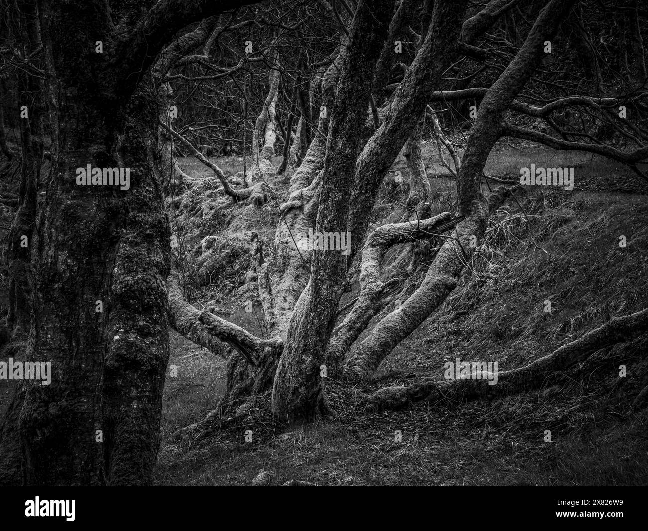 Immagine in bianco e nero di alberi storti e contorti in una fitta foresta, che evoca un senso di mistero e incanto. Foto Stock