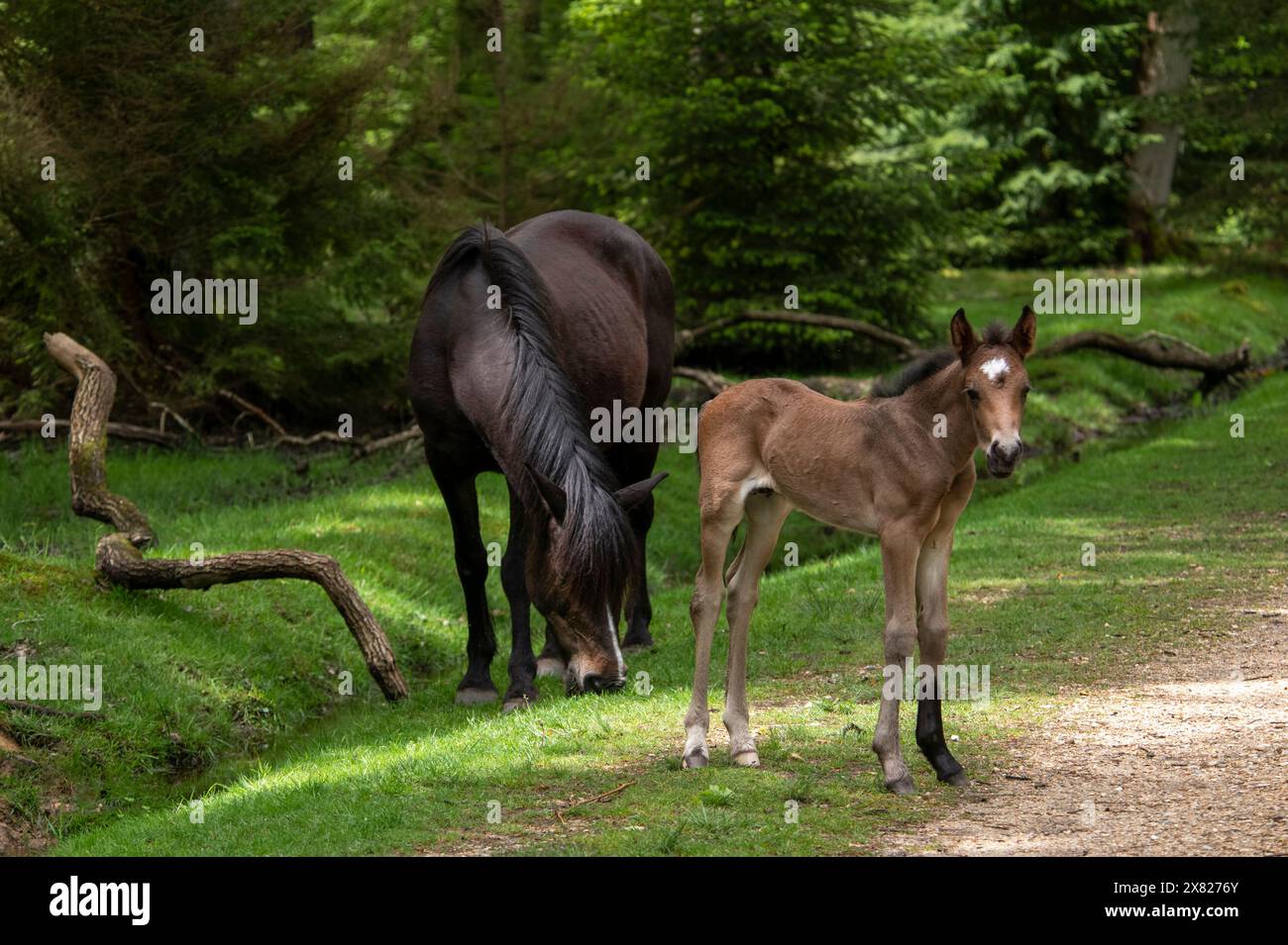 Un mare e il suo puledro vagano liberamente nella New Forest, Hampshire vicino a Ornamental Drive Foto Stock