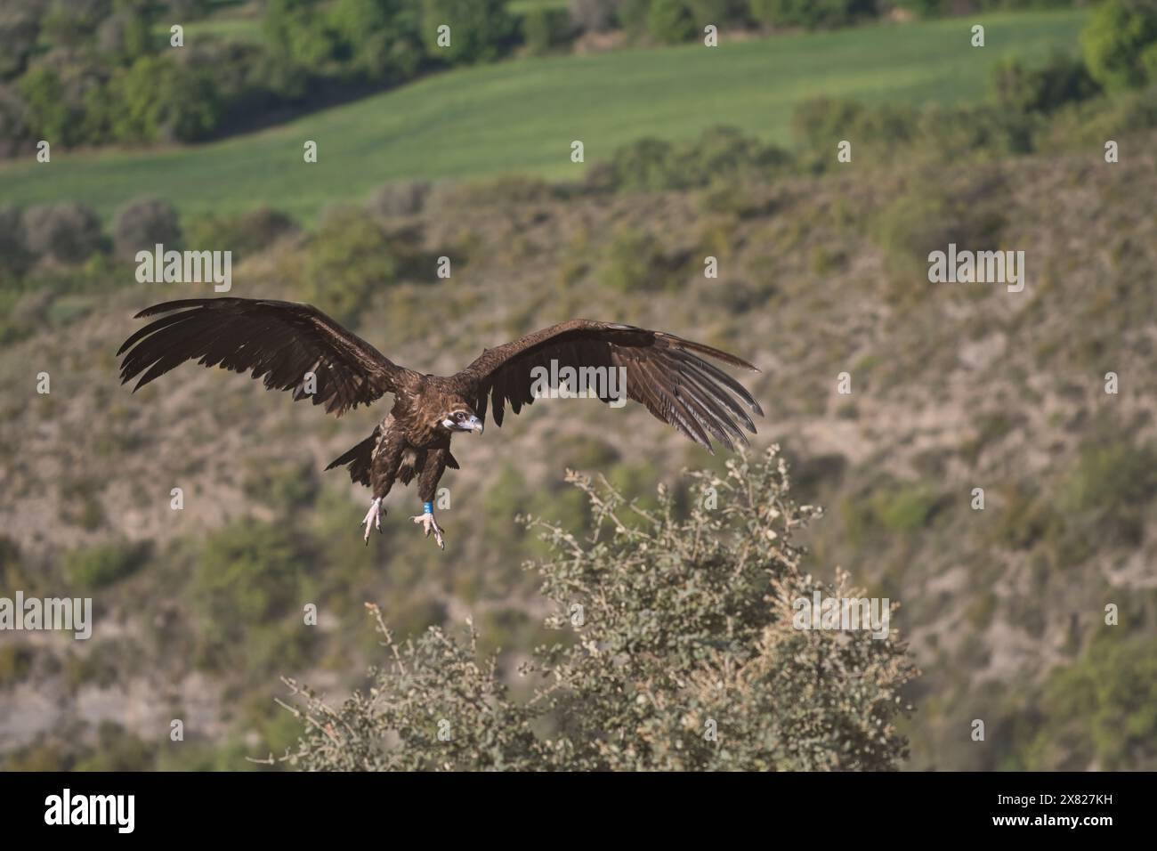 Avvoltoio nero o Cinereo (Aegypius monachus) in volo. L'anello blu serve per il monitoraggio nell'ambito di un programma di recupero delle specie Foto Stock