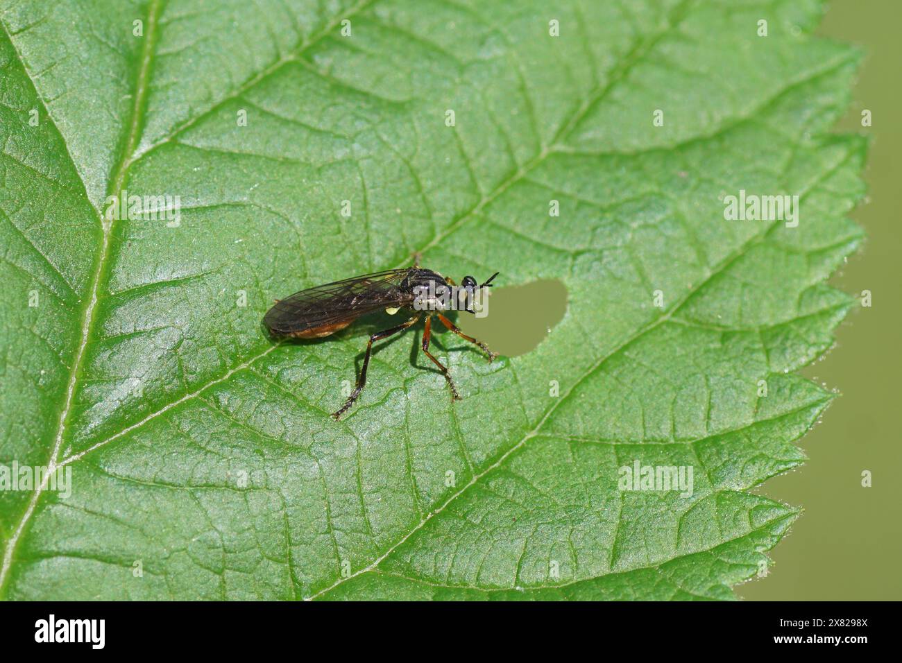 Rapinatore fliy Dioctria hyalipennis. Sottofamiglia Dioctriinae, famiglia Asilidae. Su una foglia in un giardino olandese. Primavera, maggio, Paesi Bassi Foto Stock