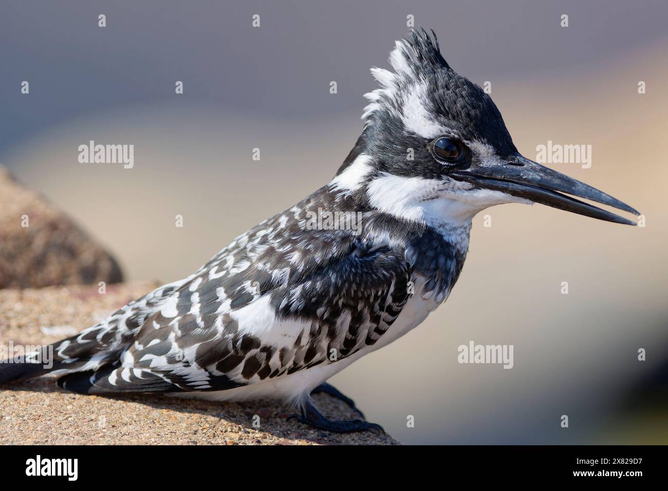Pied kingfisher (Ceryle rudis), femmina, arroccata sul guardrail, che si affaccia sul fiume Olifants, sul belvedere, Kruger National Park, Sudafrica, Foto Stock