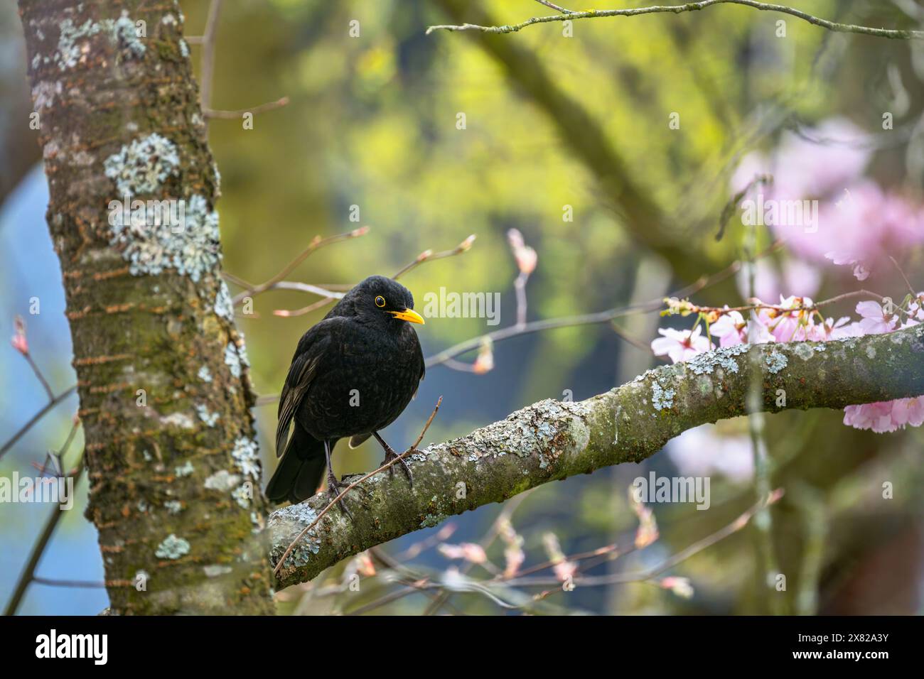 Primo piano di un uccello nero seduto su un albero Foto Stock