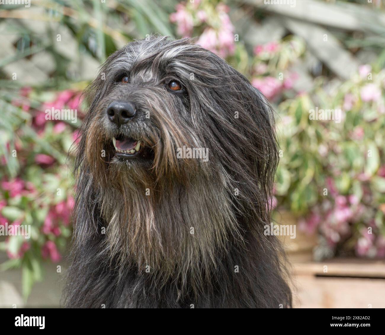 Sheepdog catalano Foto Stock